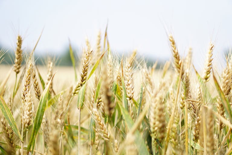 Close-up of a wheat field under the summer sun, showcasing golden ears swaying gently.